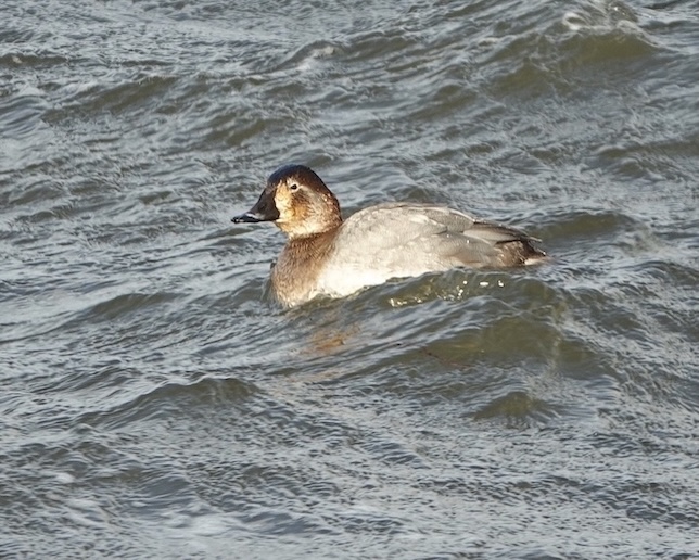 pochard